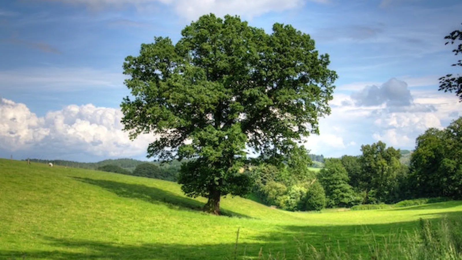 A large green tree in a grass field under blue skies and white clouds