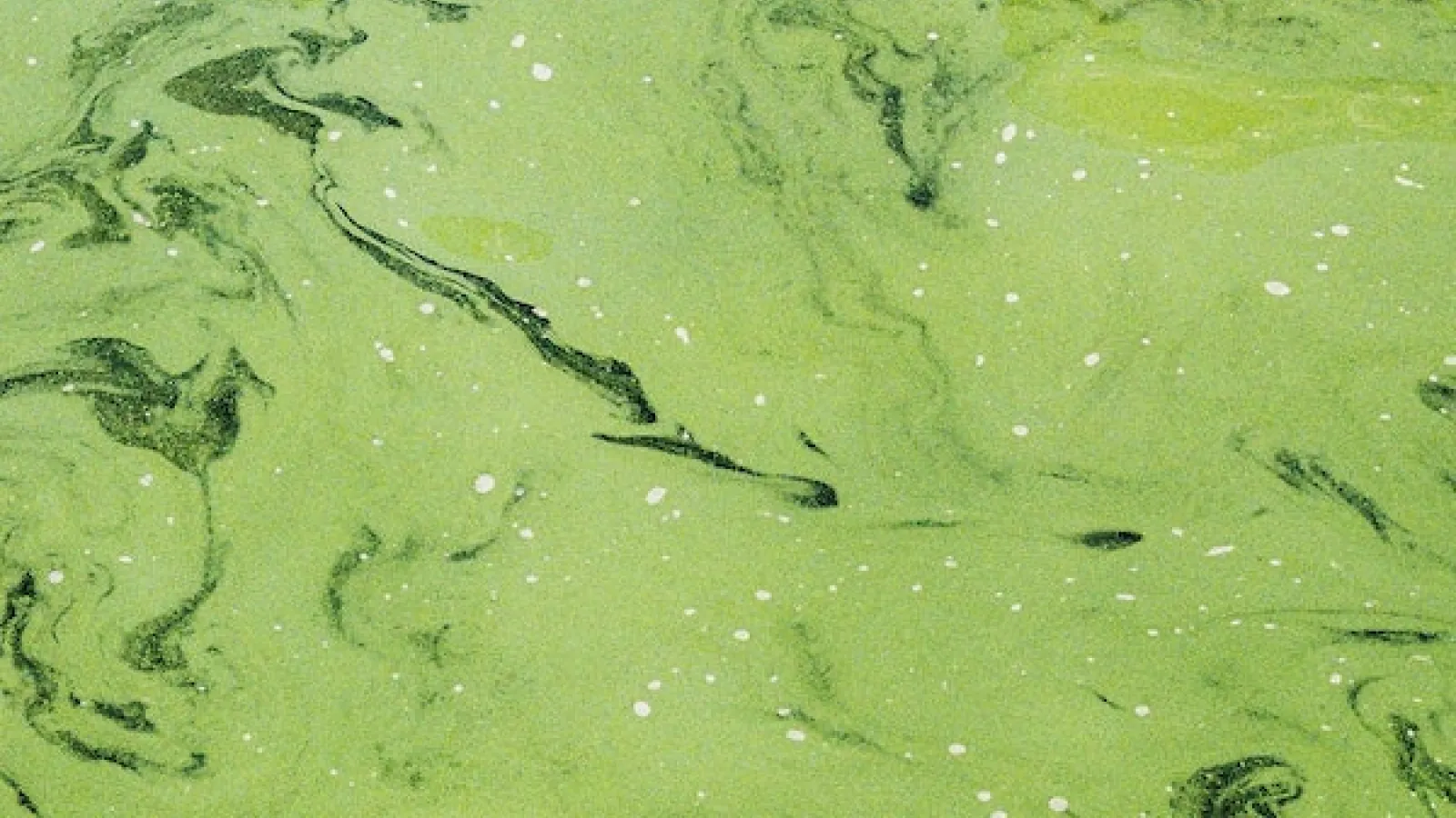 Duck swimming in green water with algal bloom