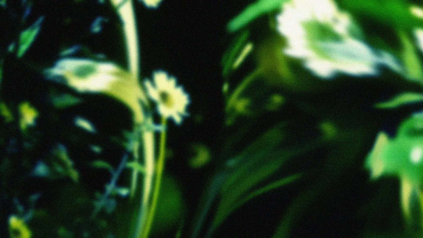 A blurry photograph of glossy leaves and a small flower mingling with light