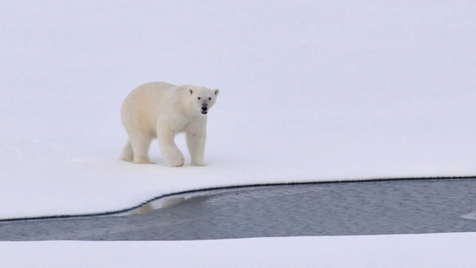 White Polar Bear standing on snow in front of a body of water.