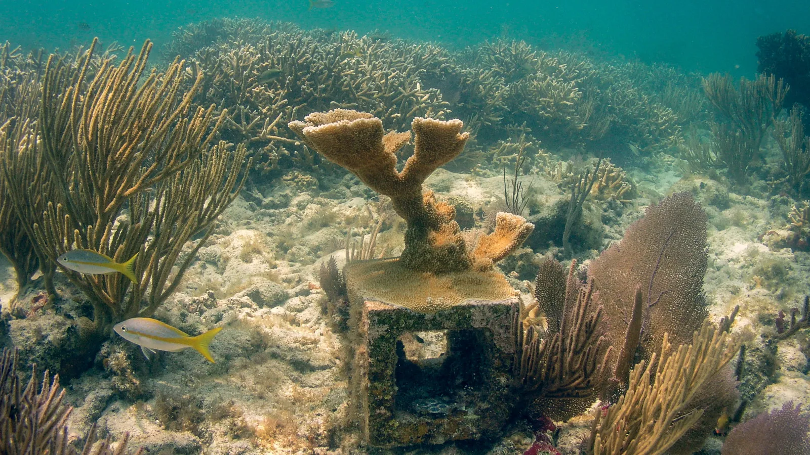 A colony of threatened elkhorn coral that has grown over the sides of an cinderblock experimental platform.