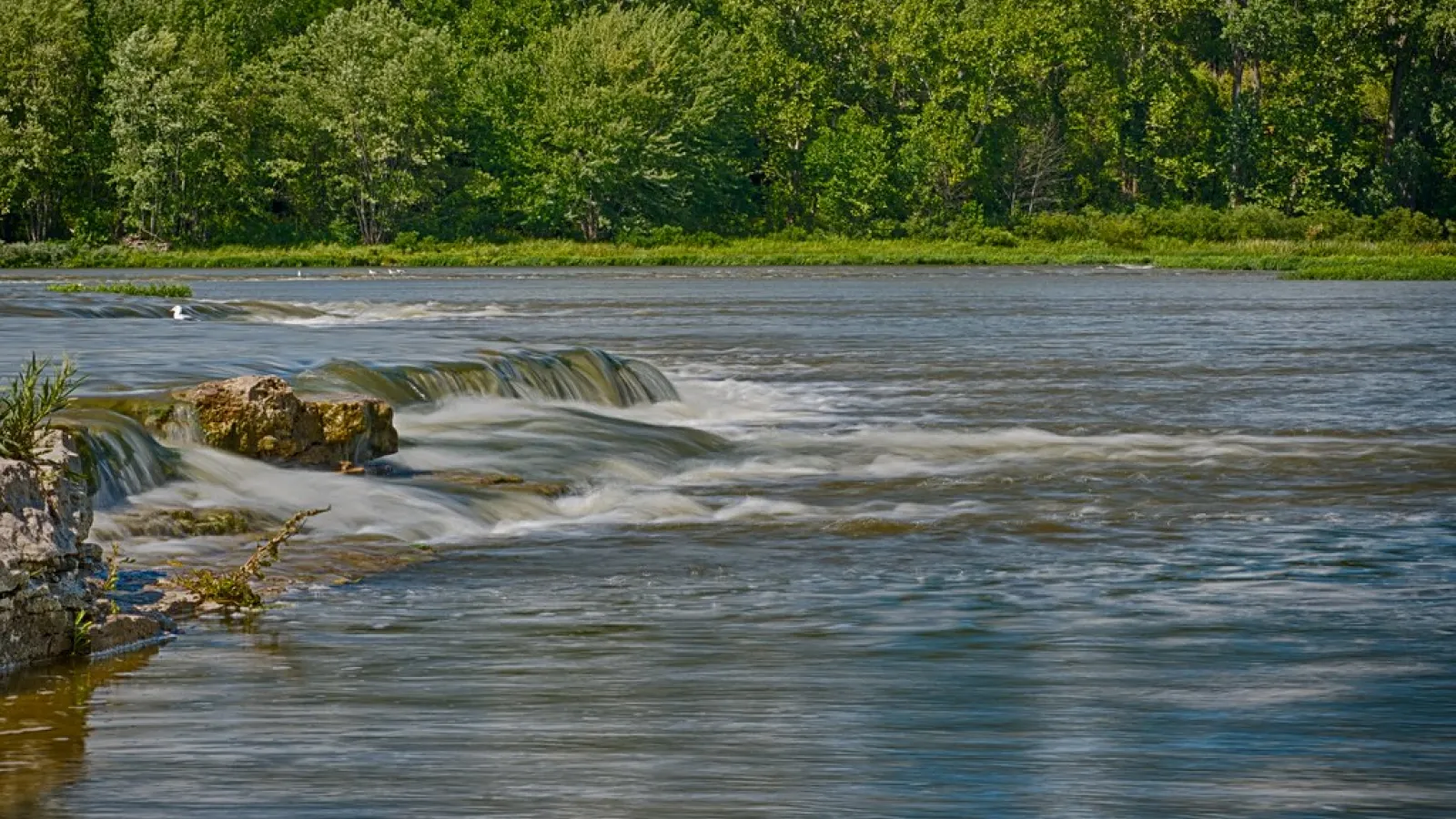 A wide, gentle-looking river with a lush forest on its far bank.