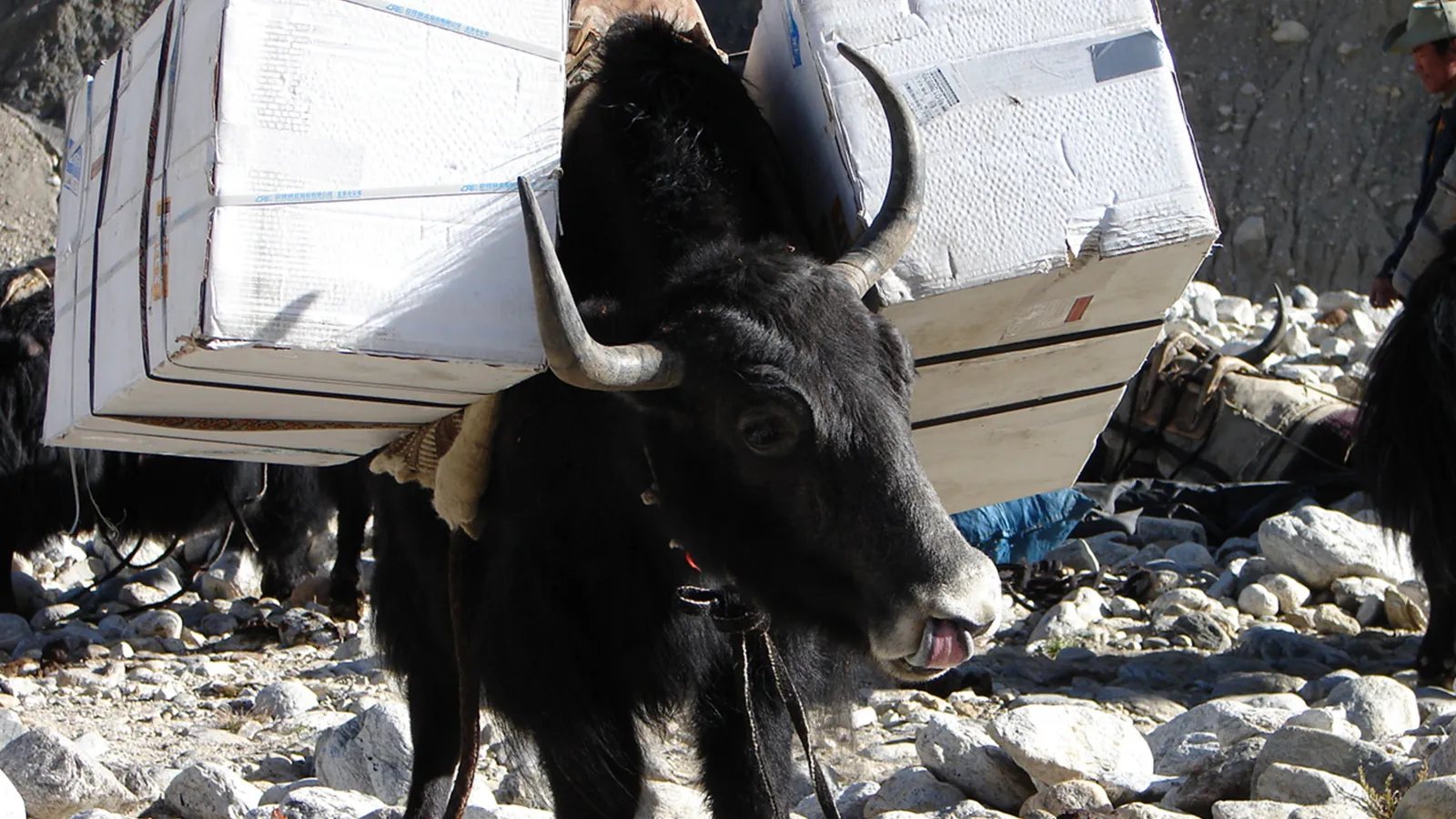 Black yak carrying large Styrofoam boxes in rocky mountains 