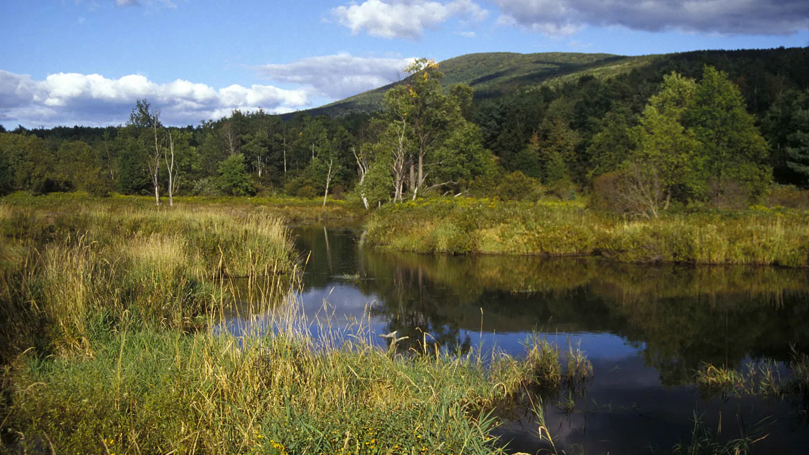 Mountain wetlands with tall grass, still water, and trees dotting the area.