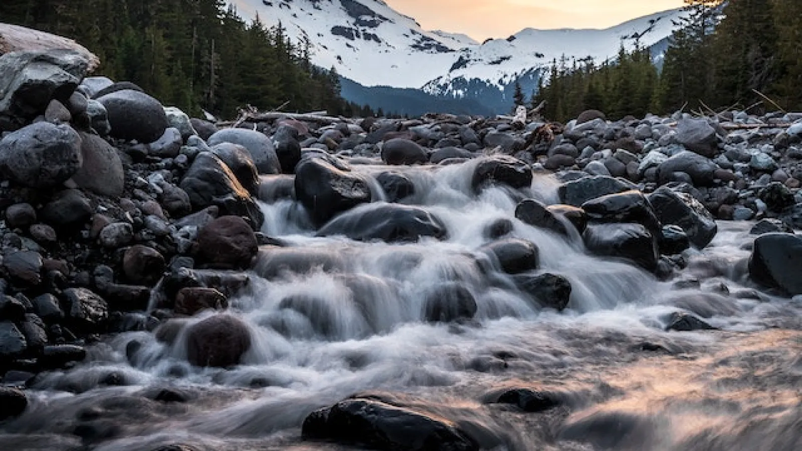 Snow covered mountain in a distance with green pine trees. A river flows on a rocky bed in the foreground.