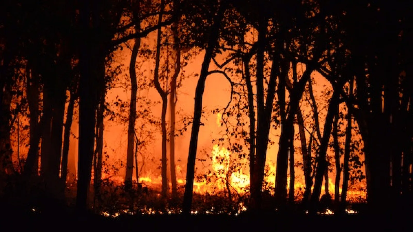 Fire burning in a forrest