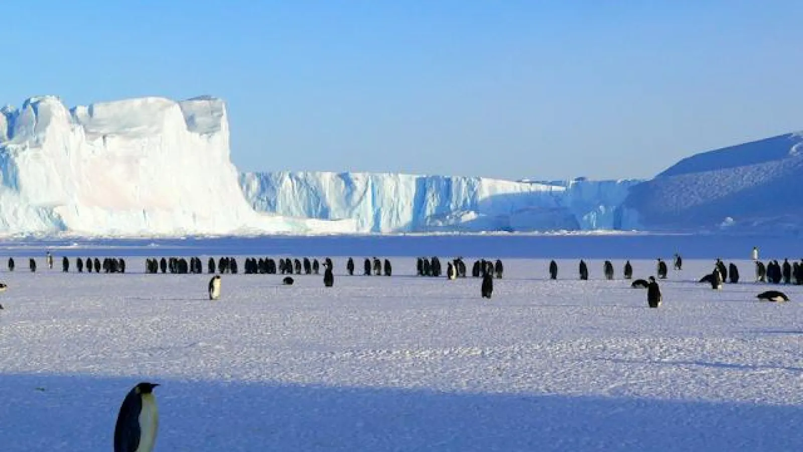 Penguins on Ice under clear blue skies.