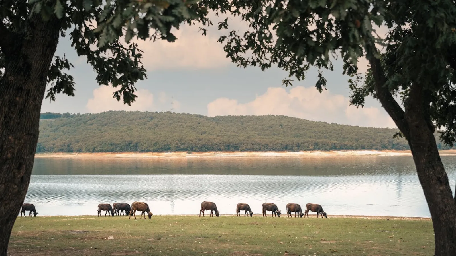 Cows graising in a grassy field with a body of water in the backdrop and a couple trees on either side of the image.