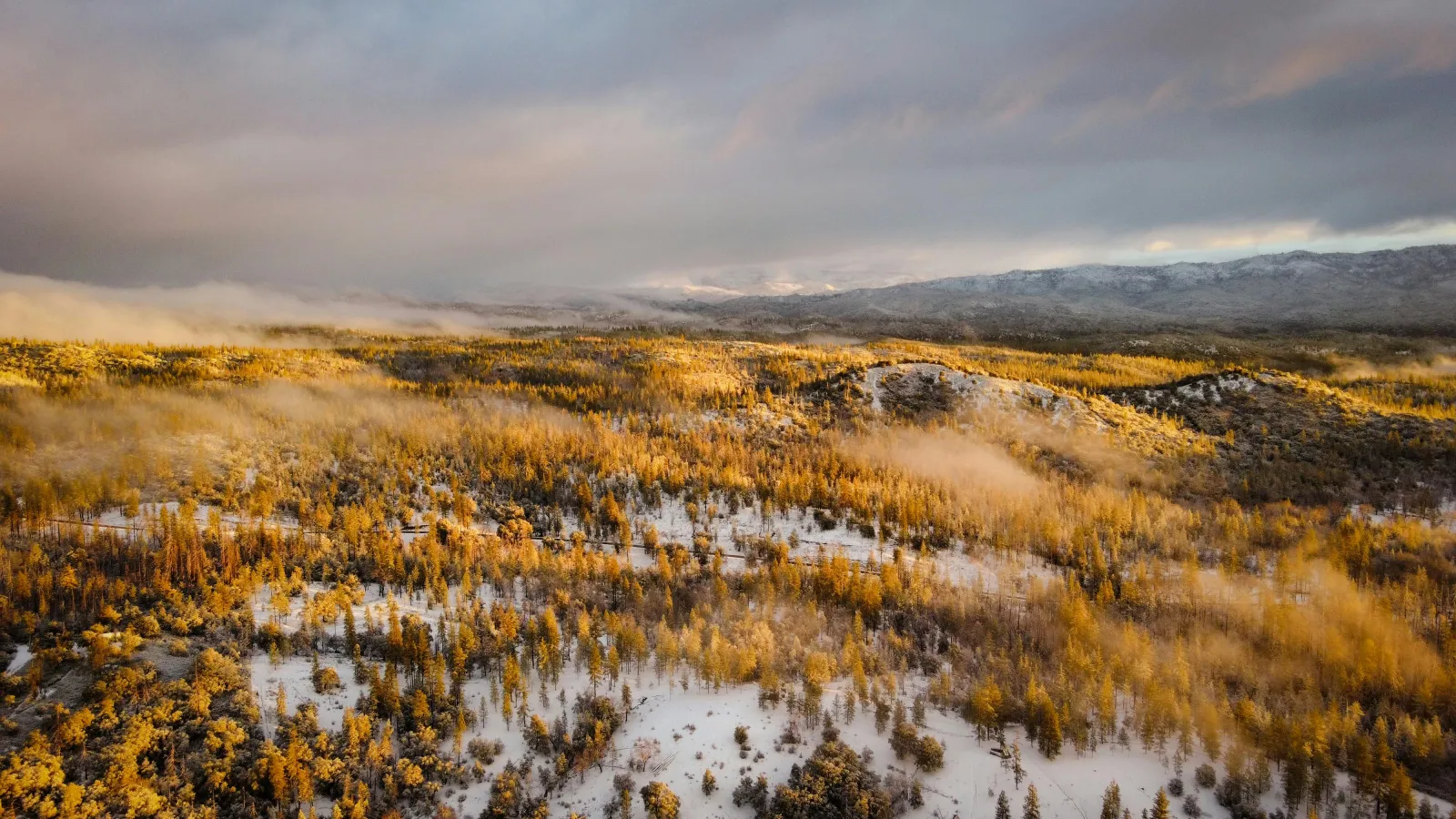 An Aerial View of trees with brown leaves in a snow covered field under gray white Clouds.