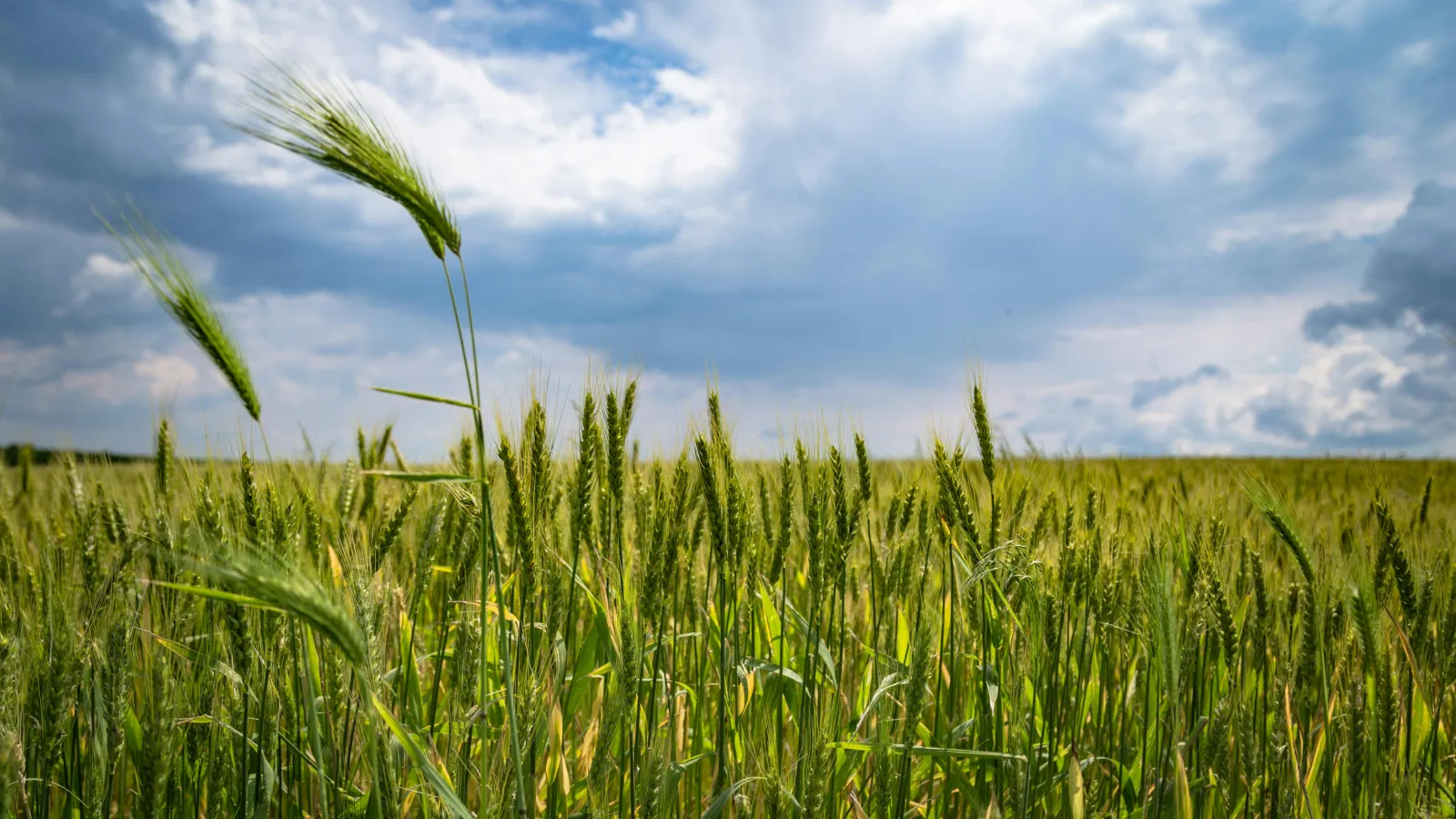 A field of wheat under blue skies and white clouds.