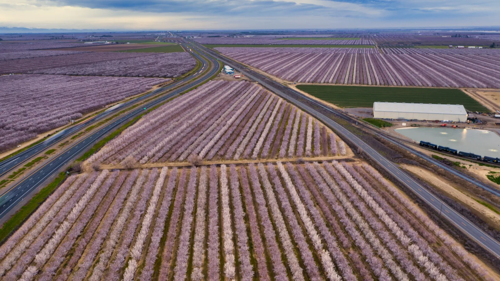 Aerial view of tree farms and a building along and between stretches of highway, under blue skies and white clouds.
