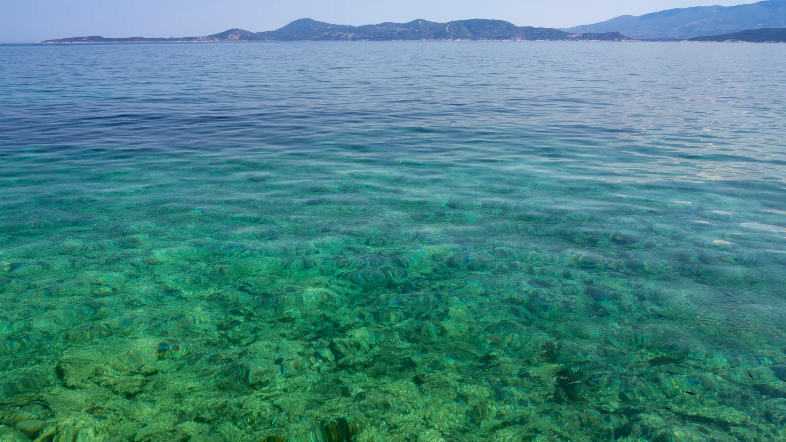 The coast at a distance with green algae in shallow water in the foreground under blue skies