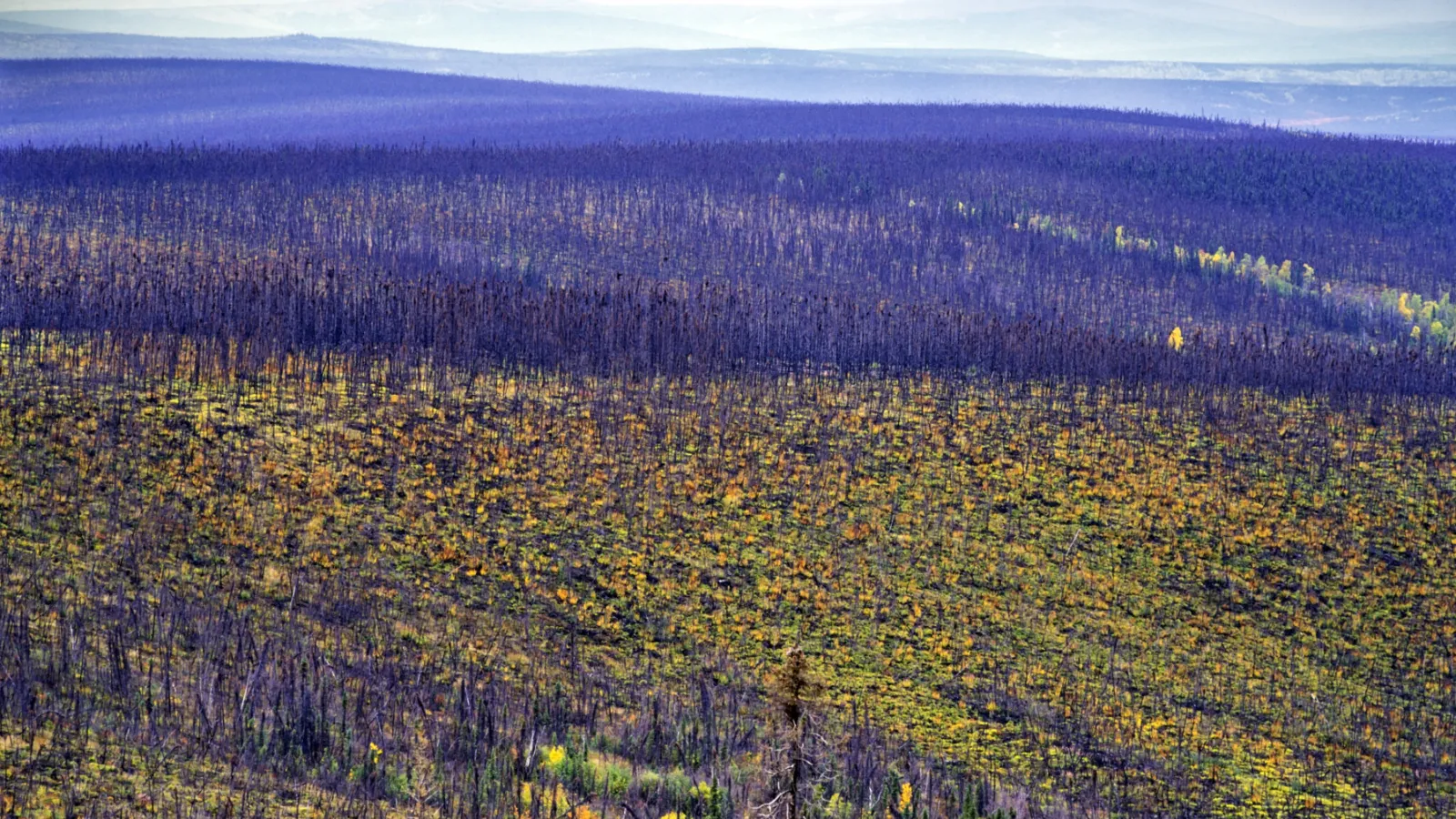 Landscape of a forest full of trees 