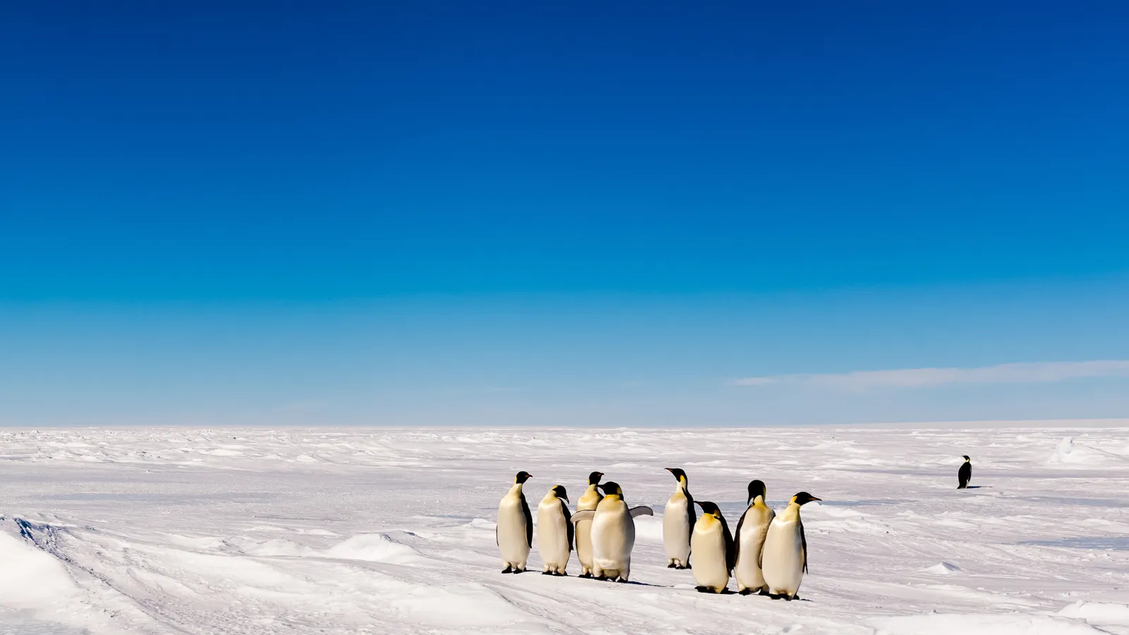 A group of Emperor penguins on snowy ground, under blue skies.