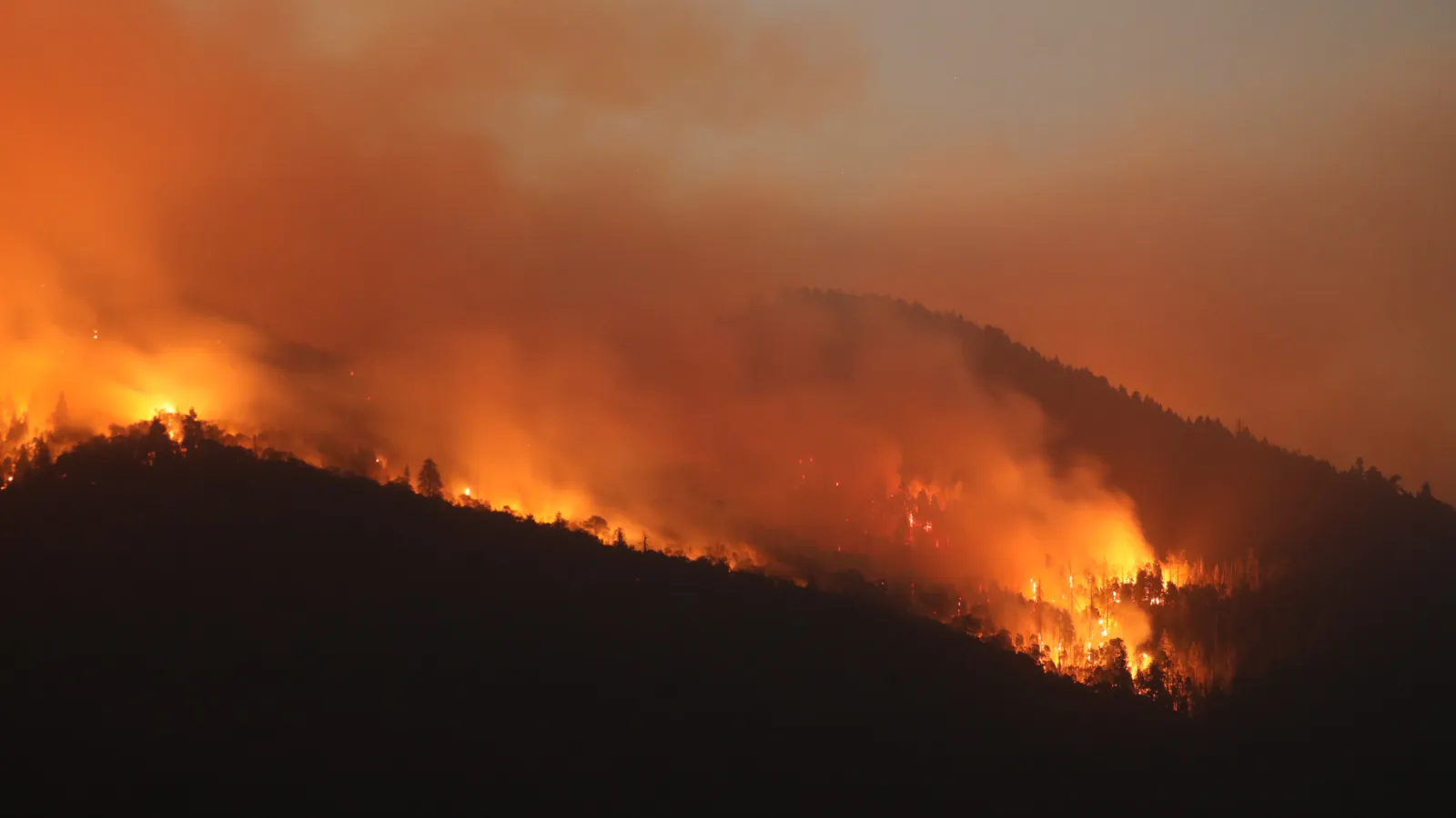 Lanscape of a forest on fire