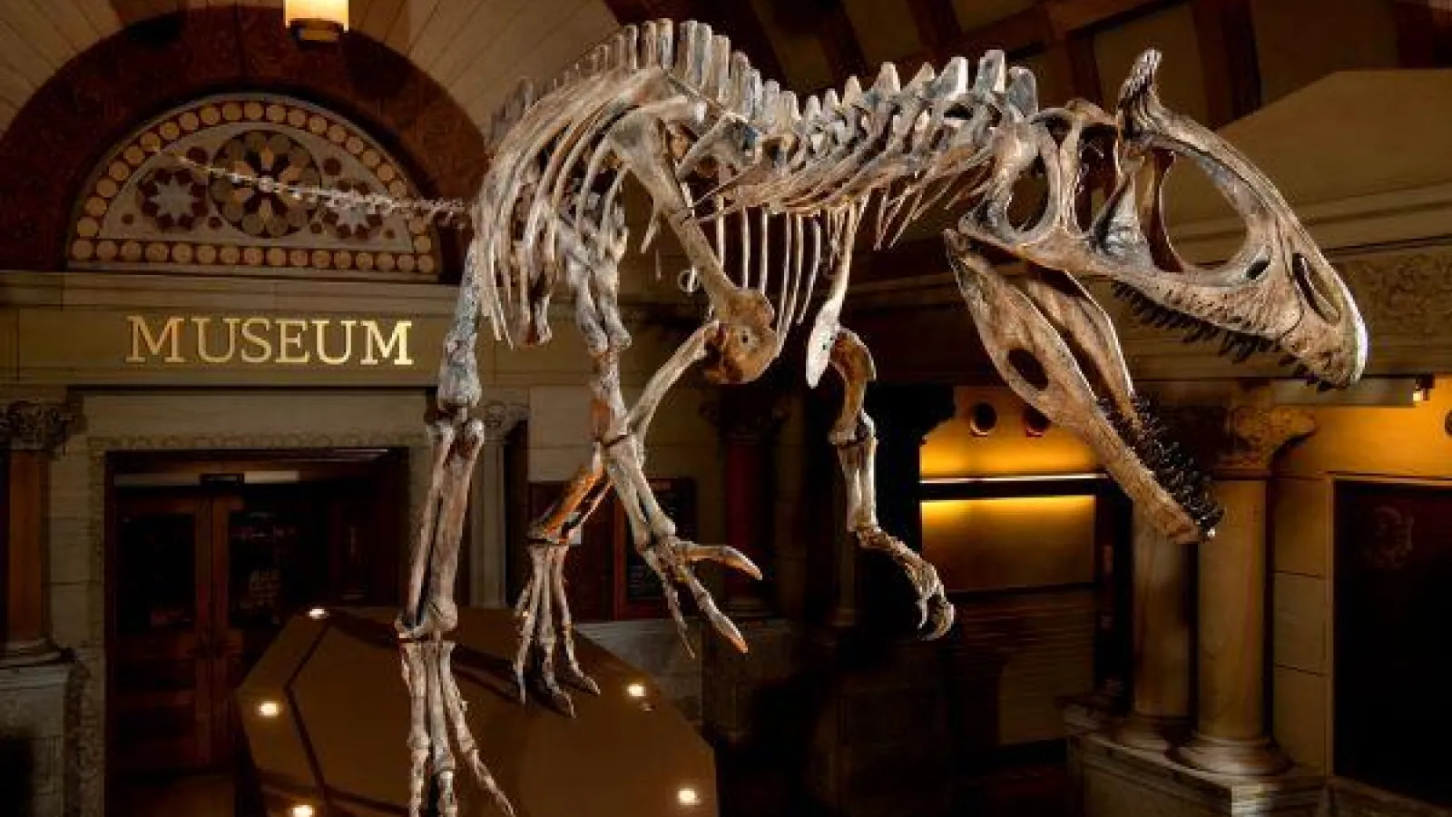 Exhibition of a cryolophosaur dinosaur skeleton 
