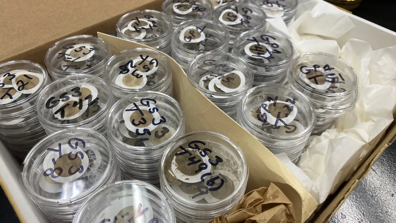 A close up of lab samples in a box on a black surface.