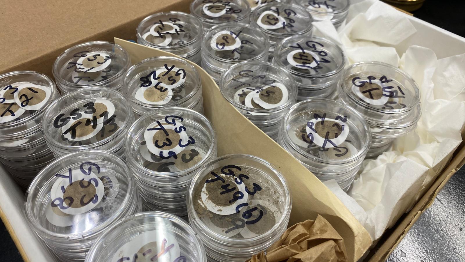A close up of lab samples in a box on a black surface.