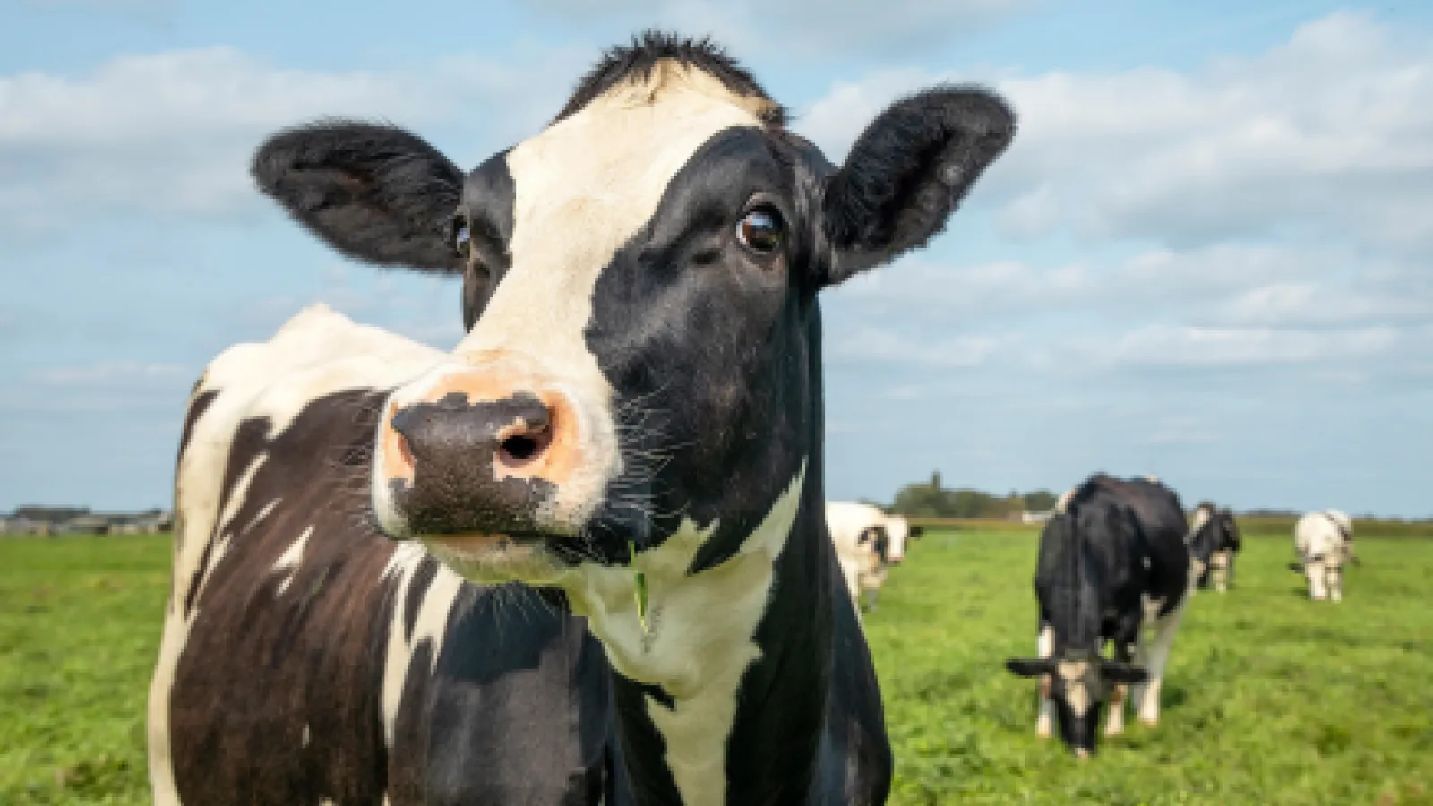Close up photo of a cow with other cows in the background