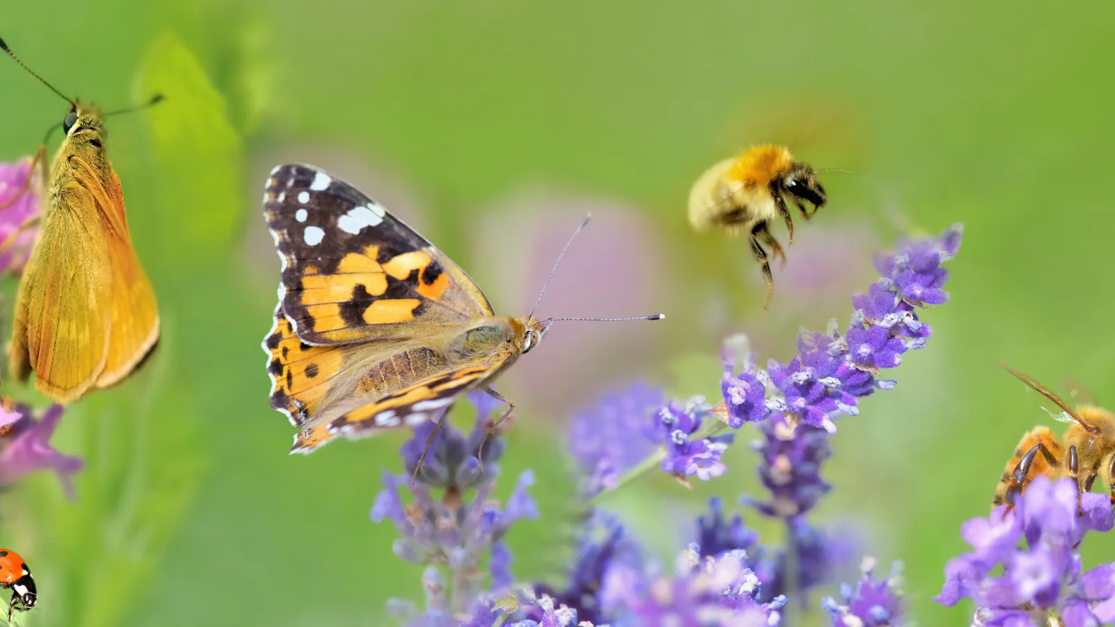 Honey bee, butterflies and lady bud on lavender flowers in panoramic view.