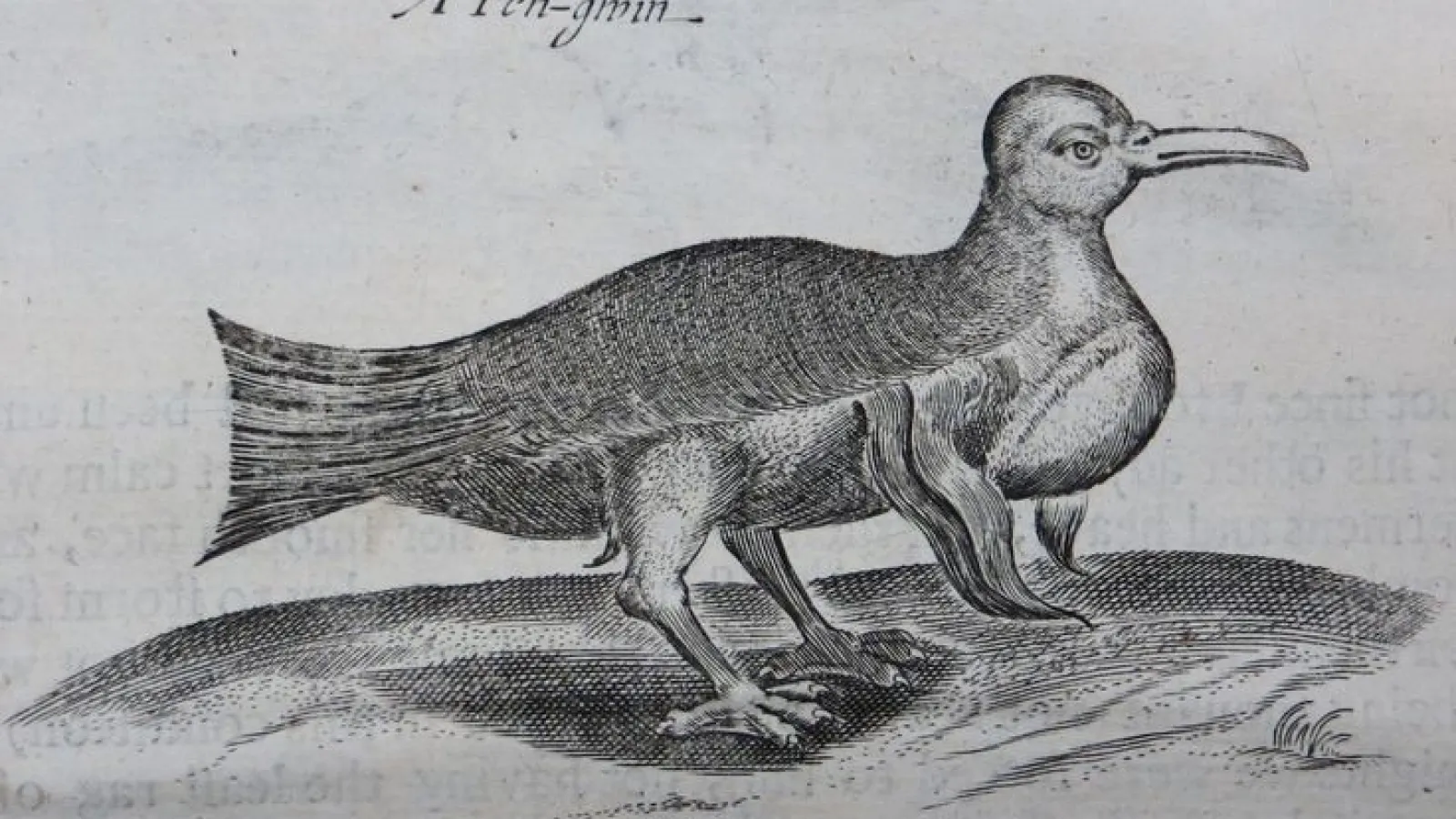 A drawing in gray of a penguin head and torso on a turkey like body.