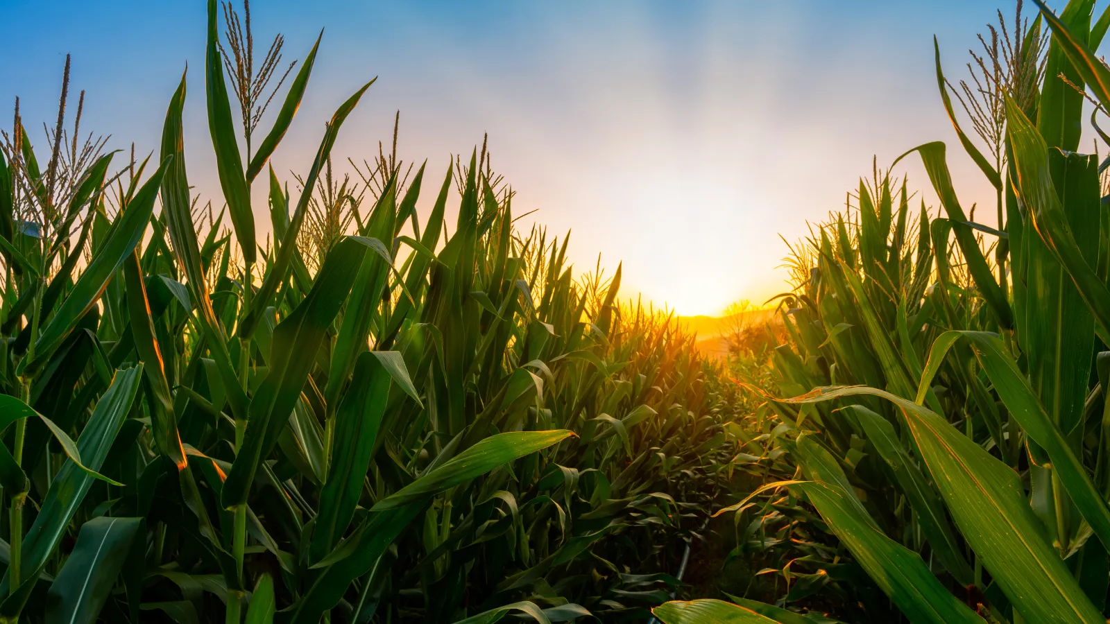 A corn field during sun rise.