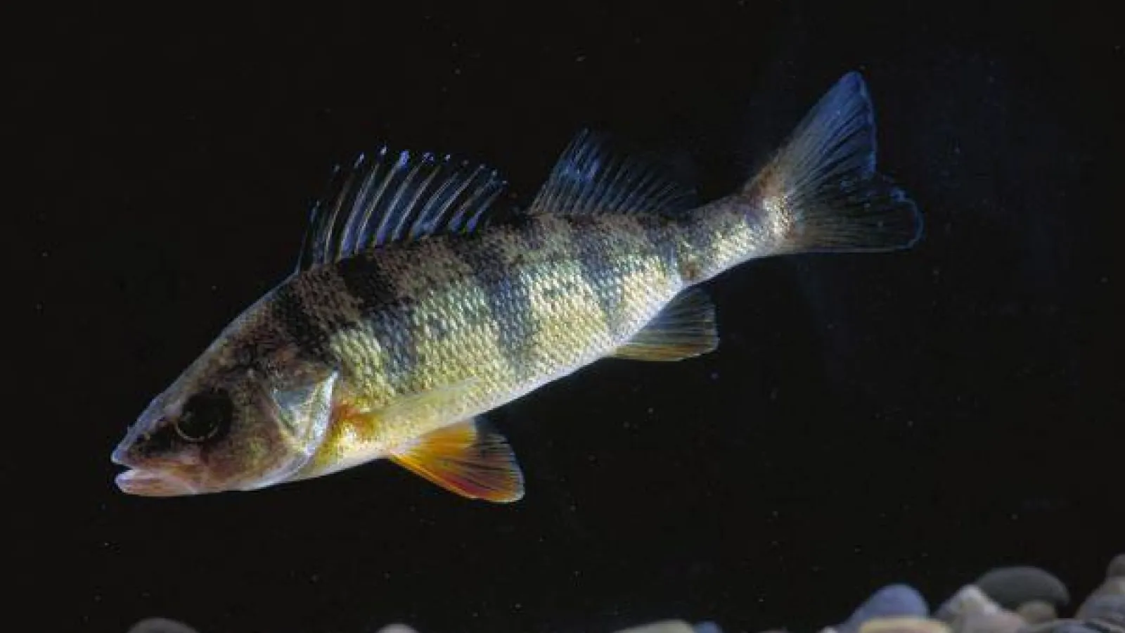 A striped fish in the dark water with peddles at the bottom.