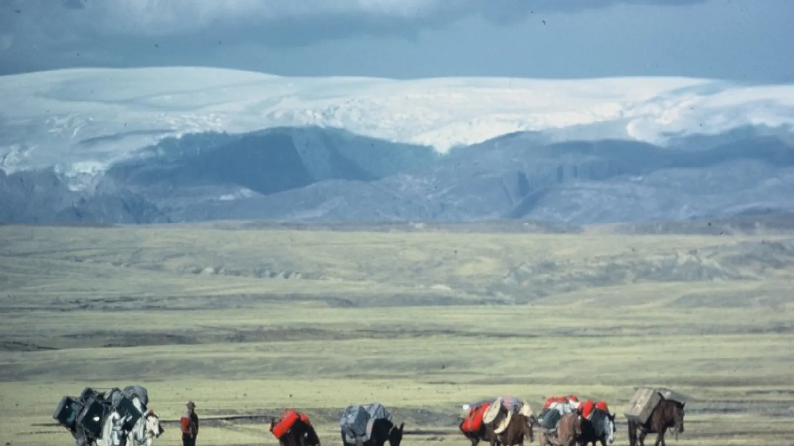 Mule team transporting gear to mountains in distance