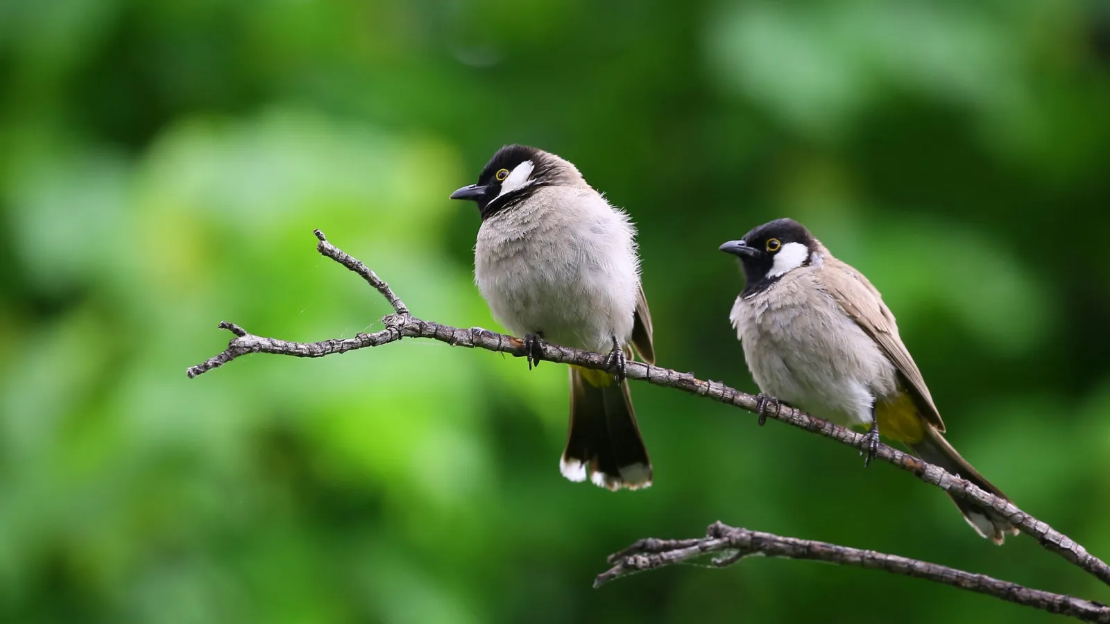 Two birds sitting on a branch.