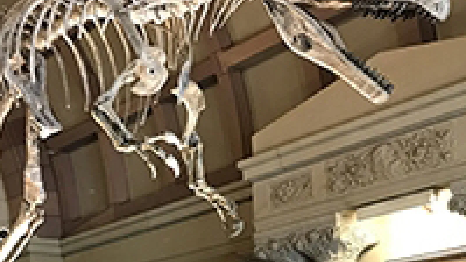 Dinosaur Day at Orton Hall