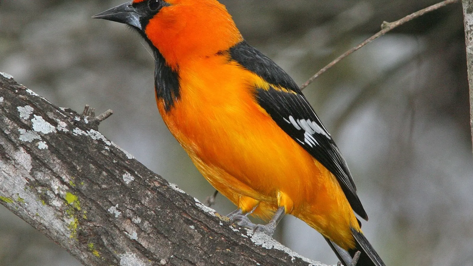 Spatiotemporal scaling of avian diversity change