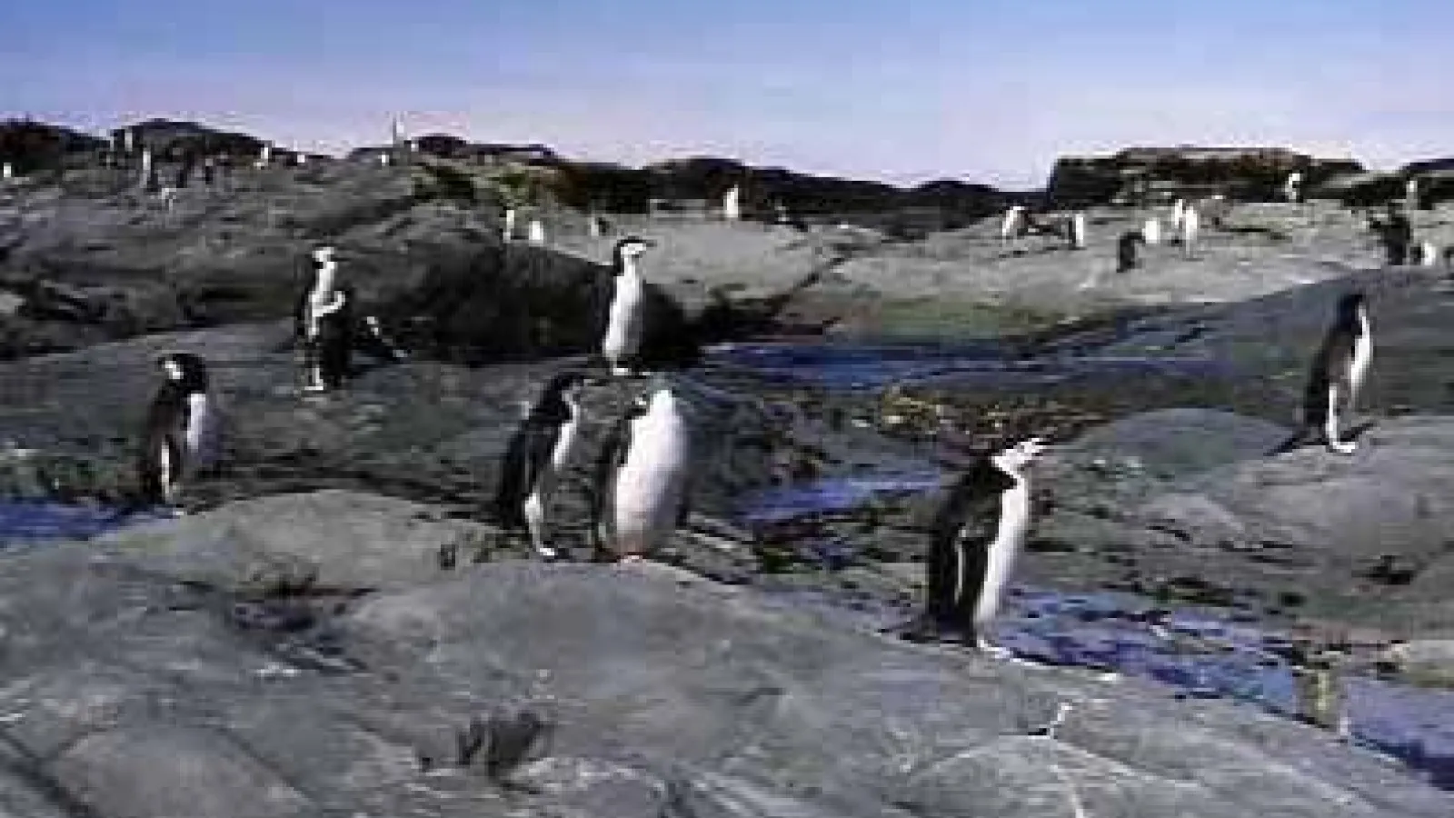 Penguins. PHOTO: ANNE GRUNOW