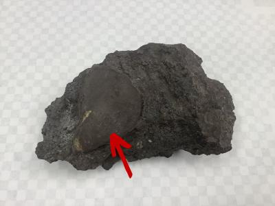 image of basalt, with arrow pointing to xenolith