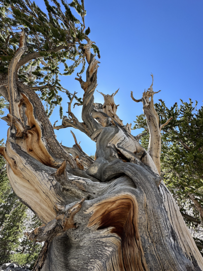 A dry, twisted tree trunk with some leaves at the top under sunny blue skies.