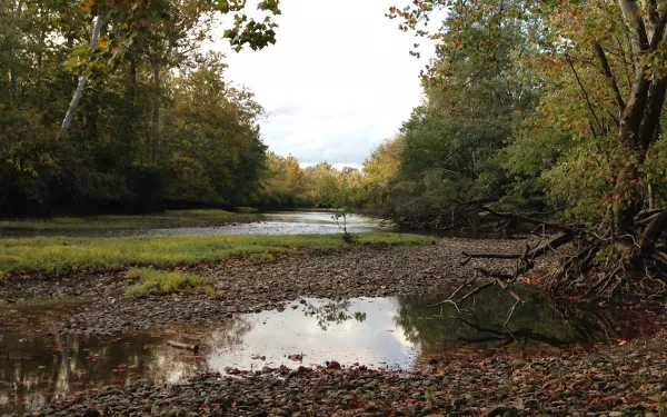 The Olentangy River surrounded by trees, just north of the Ohio State University campus.