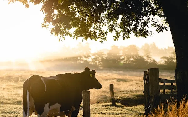 side view of a black and white cow standing next to a wire dense and looking to the right over it in a grass field at a distance and a tree close by as the sun rises with a white haze over the tree line and  grass at a distance