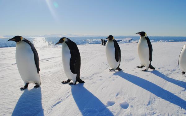 A group of penguins walking in the snow with blue skies.