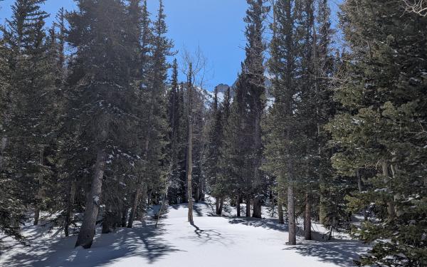 A sunlit snowy landscape flanked by tall evergreens under a clear blue sky, with a jet trail visible above.