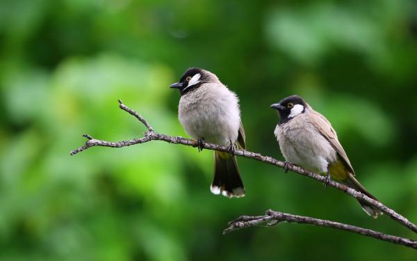 Two birds sitting on a branch.