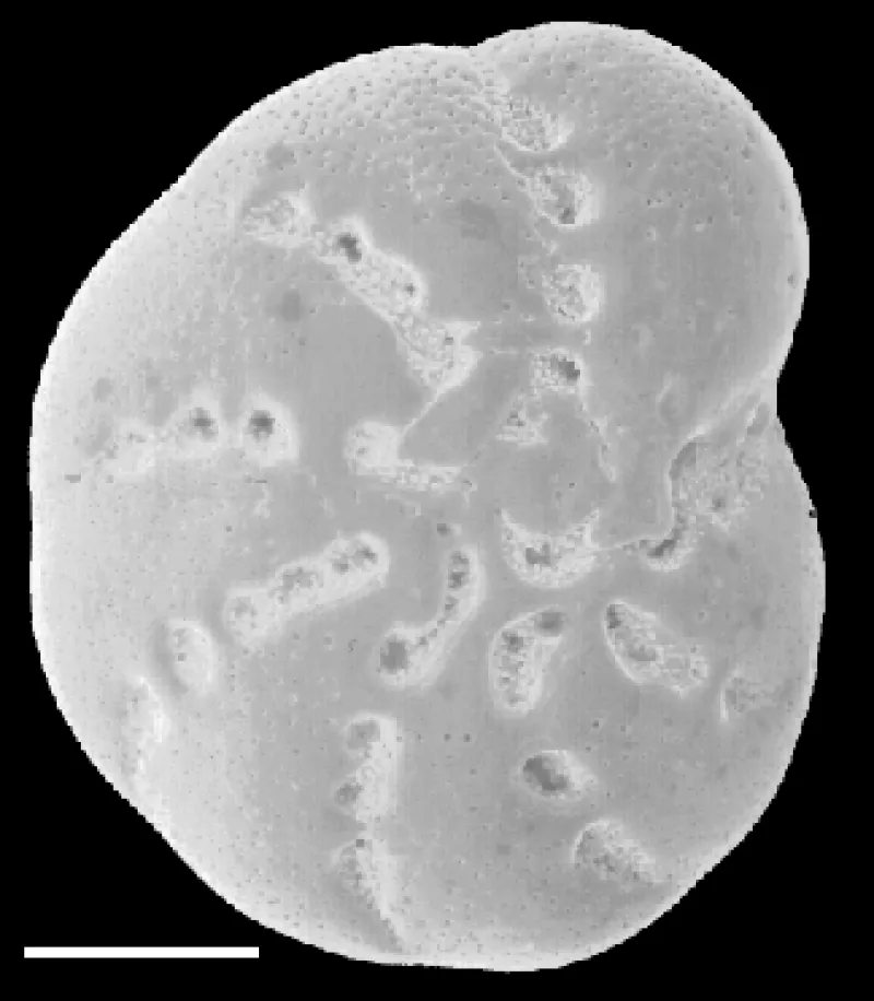Elphidium excavatum 1