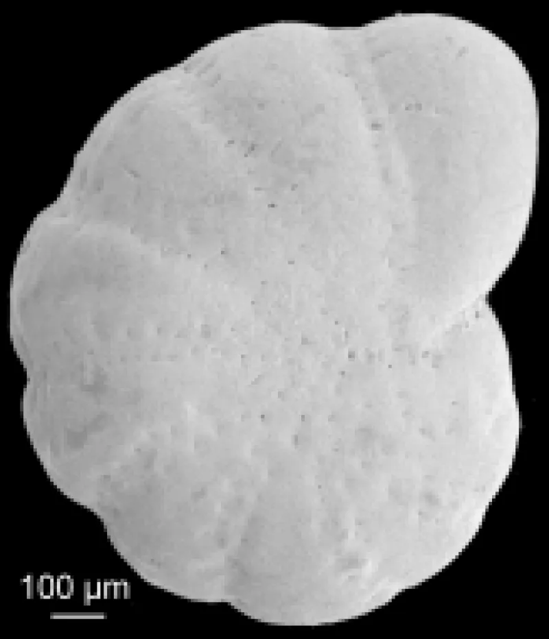 Elphidiella arctica 1