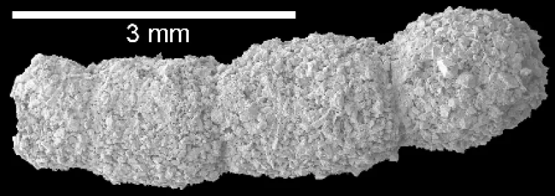 Hyperammina subnodosa 1