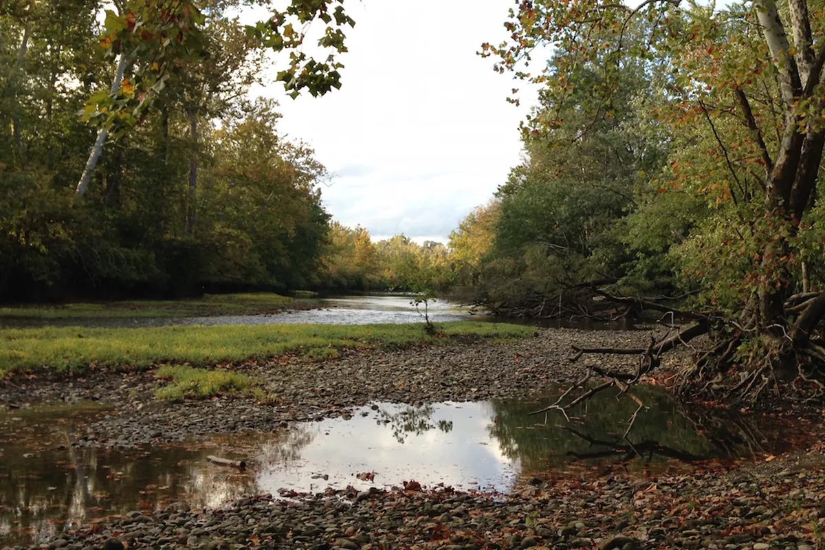 The Olentangy River surrounded by trees, just north of the Ohio State University campus.
