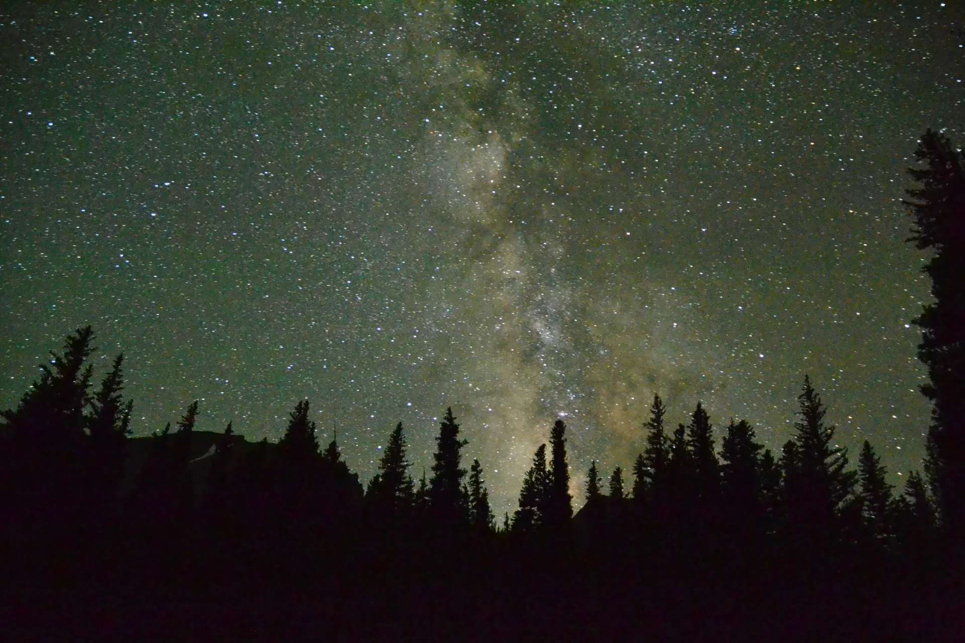 A clear, start studded night with pine trees