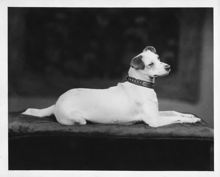 Dog on a dark surface posing for photo.