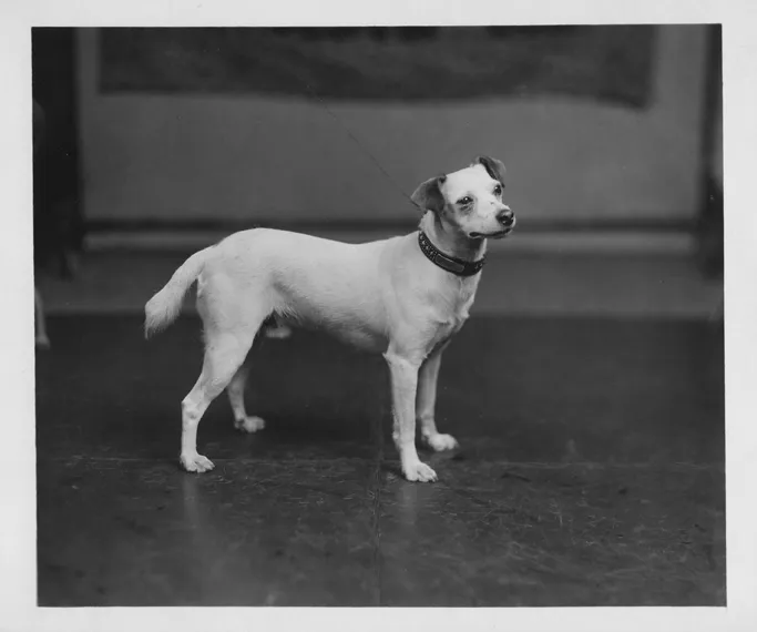 A dog standing, posing for the black-and-white photo