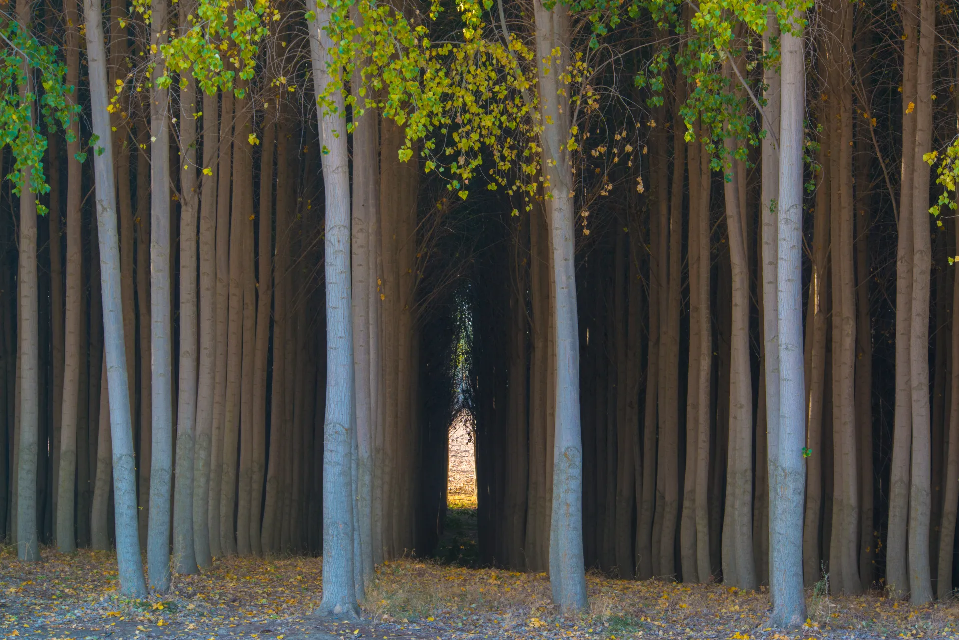 Row of tall trees with sparse yellow leaves lining a dark path, leading to a bright gap at the end.