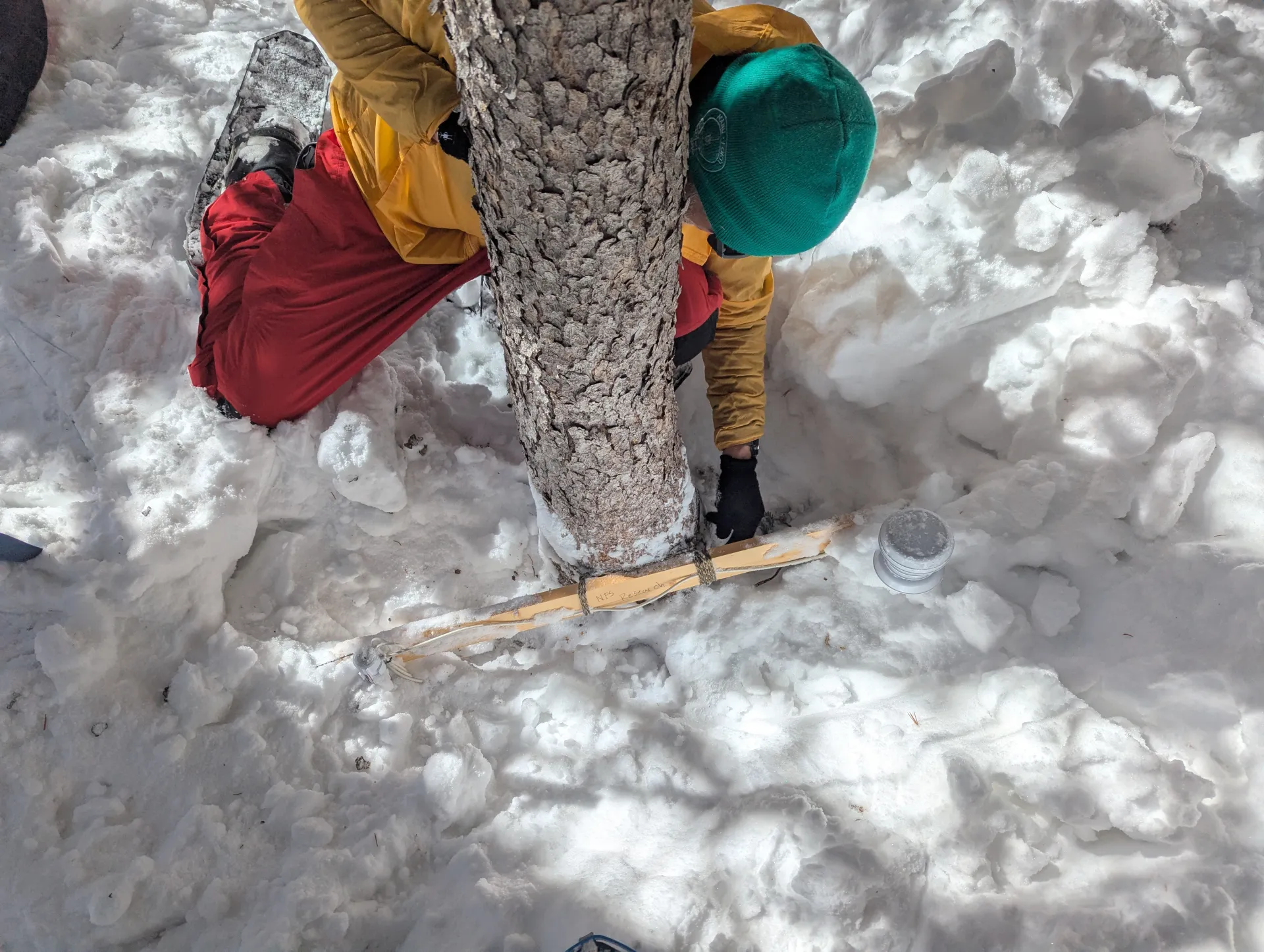 A person in winter gear looking at a piece of wood at the base of a tree in a snowy environment.