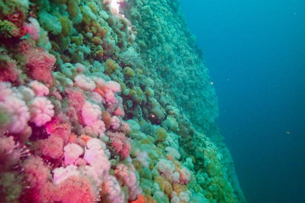 Pink and Green Sea Anemone