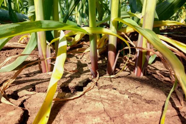 The zone where soil and plant roots meet is rich with microbes that influence plant growth and health.